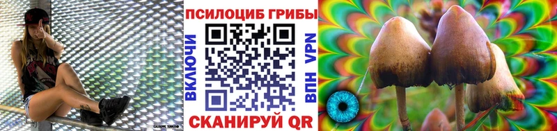 где можно купить наркотик  Майский  Псилоцибиновые грибы Psilocybe 